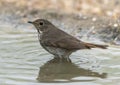 Hermit thrush in a water pond in the La Lomita Bird and Wildlife Photography Ranch in Texas. Royalty Free Stock Photo