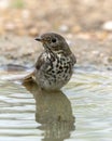 Hermit thrush in a water pond in the La Lomita Bird and Wildlife Photography Ranch in Texas. Royalty Free Stock Photo
