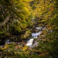 Hermitage in autumn colours, Perthshire Royalty Free Stock Photo