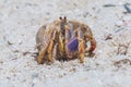 Hermitcrab on the beach Royalty Free Stock Photo