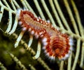 Hermodice carunculata, the bearded fireworm Royalty Free Stock Photo