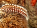 Hermodice carunculata, the bearded fireworm Royalty Free Stock Photo