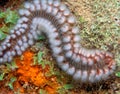 Hermodice carunculata, the bearded fireworm Royalty Free Stock Photo