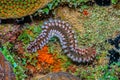 Hermodice carunculata, the bearded fireworm Royalty Free Stock Photo