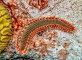 Hermodice carunculata, the bearded fireworm Royalty Free Stock Photo