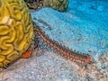 Hermodice carunculata, the bearded fireworm Royalty Free Stock Photo