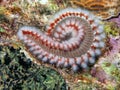 Hermodice carunculata, the bearded fireworm Royalty Free Stock Photo