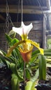 Orquidea