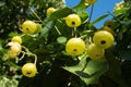 Hernandia Nymphaeifolia - Lantern tree