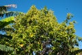 Hernandia Nymphaeifolia - Lantern tree