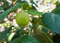 Hernandia Nymphaeifolia - Lantern tree