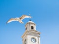 Herne Bay clock tower and seagull