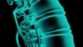 A herniated disc protrusion enlarges compressing a nerve root and causing pain. 3D x-ray animation isolated on a black