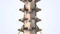 Lumbar spine herniated disc medical animation