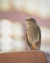 Hero bird sparrow looking with black eye, standing straight