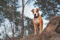 Hero shot of a staffordshire terrier mutt in the nature. Royalty Free Stock Photo