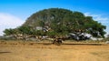 The Heroic Ficus Daaro Sycamore, Segheneyti, symbol of Eritrea