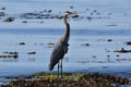 Heron Royalty Free Stock Photo
