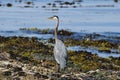 Heron Royalty Free Stock Photo