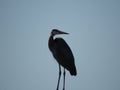 Silhouette of a Heron as his Sharp Eyes scan for both food an danger.
