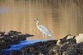 Heron Royalty Free Stock Photo