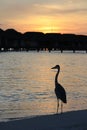 Heron against the sunset Royalty Free Stock Photo