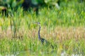 Heron Ardea humbloti, Madagascar wildlife