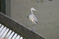 heron on baffle at Hofen dam, Stuttgart, Germany