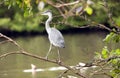 Heron balancing on a granch Royalty Free Stock Photo