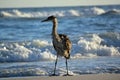 Heron on the Beach