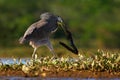 Heron with big fish. Bare-throated Tiger-Heron, Tigrisoma mexicanum, with kill fish. Action wildlife scene from Costa Rica