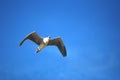 A heron bird flying high in the blue sky