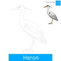 Heron bird learn to draw vector