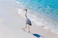 Heron bird at sand beach coast Royalty Free Stock Photo