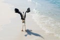 Heron bird at sand beach coast Royalty Free Stock Photo