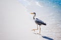 Heron bird at sand beach coast Royalty Free Stock Photo