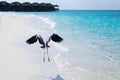 Heron bird at sand beach coast Royalty Free Stock Photo