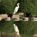 Heron bird sitting on the corner of river and shadow reflecting in water