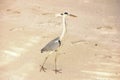 Heron bird walking on the sand, Maldives Royalty Free Stock Photo