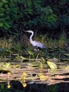 A heron bird walks on the water of a river with river lilies on a background of trees