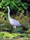 A heron bird walks on the water of a river with river lilies on a background of trees