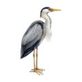 Heron bird watercolor illustration. Ardea herodias avian single image. Hand drawn realistic great blue heron image Royalty Free Stock Photo