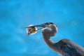 Heron with blowfish in it's beak