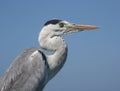 The Heron on the blue sky background, closeup