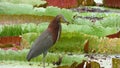 Heron in Bolivia, south America.