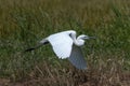 Heron in breeding color flying in rice paddy Royalty Free Stock Photo