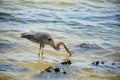 Heron catch a fish Royalty Free Stock Photo