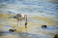 Heron catch a fish Royalty Free Stock Photo