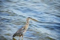 Heron is catching fish Royalty Free Stock Photo