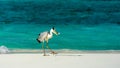 Heron catching fish in the Maldives. Royalty Free Stock Photo